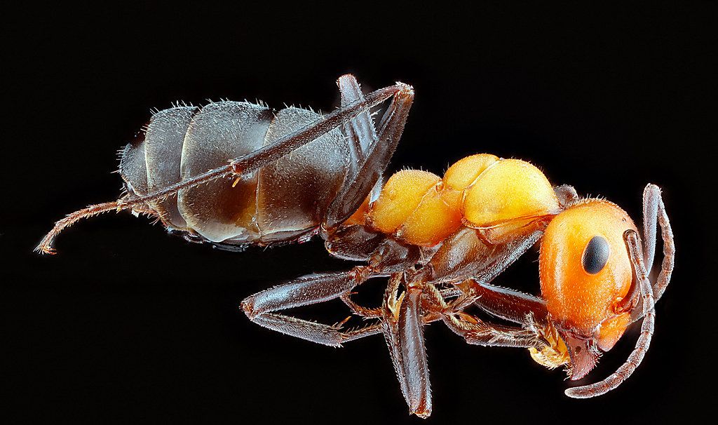 Ant Control service in Murray, UT
