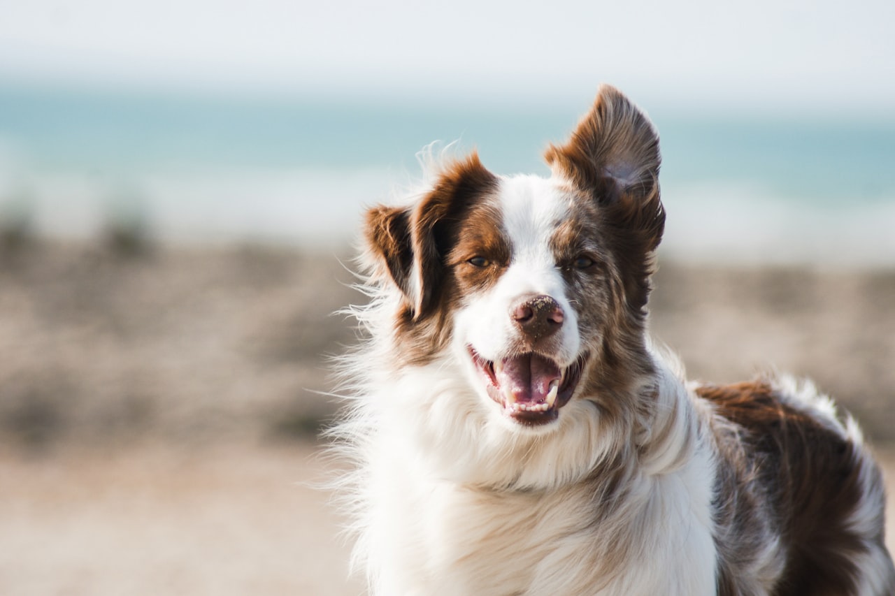 Flea & Tick Control service in Murray, UT