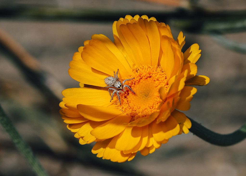 Spider Control service in Murray, UT